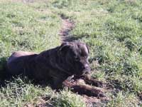 rustic cane corso brindle